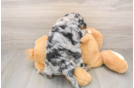 Mini Aussiedoodle Puppy for Adoption