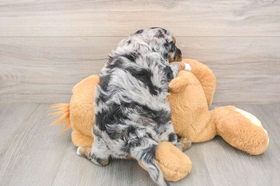 Mini Aussiedoodle Puppy for Adoption