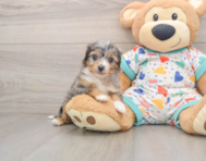 8 week old Mini Aussiedoodle Puppy For Sale - Pilesgrove Pups
