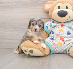 9 week old Mini Aussiedoodle Puppy For Sale - Pilesgrove Pups