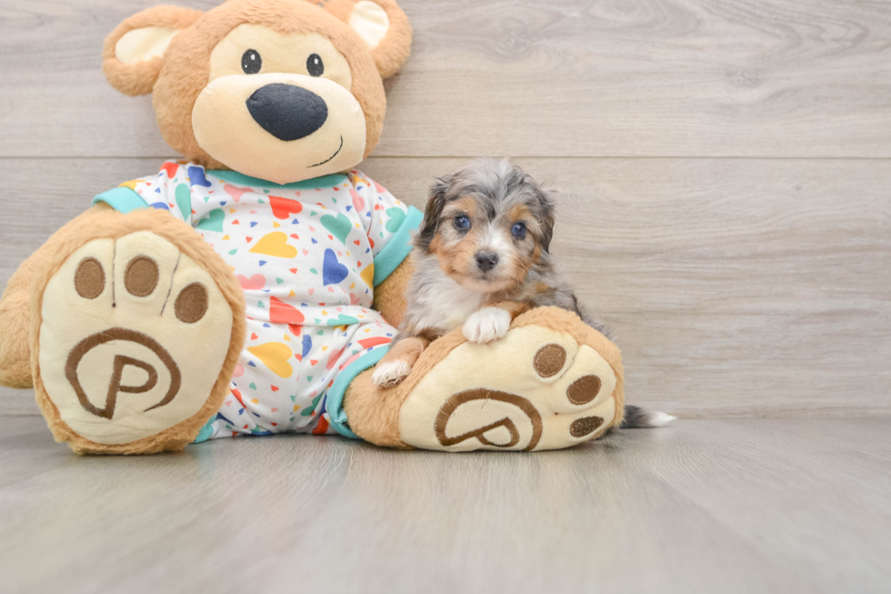 Mini Aussiedoodle Pup Being Cute