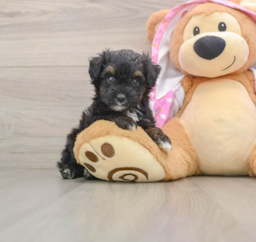 7 week old Mini Aussiedoodle Puppy For Sale - Pilesgrove Pups