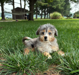 12 week old Mini Aussiedoodle Puppy For Sale - Pilesgrove Pups