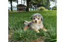 Cute Mini Aussiedoodle Poodle Mix Pup