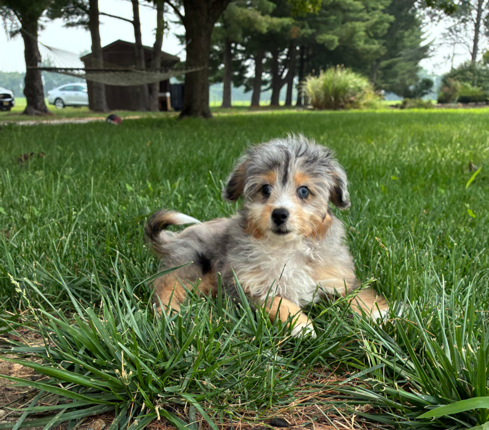 Cute Mini Aussiedoodle Poodle Mix Pup