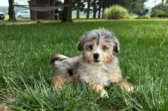 Cute Mini Aussiedoodle Poodle Mix Pup