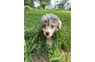 Mini Aussiedoodle Puppy for Adoption
