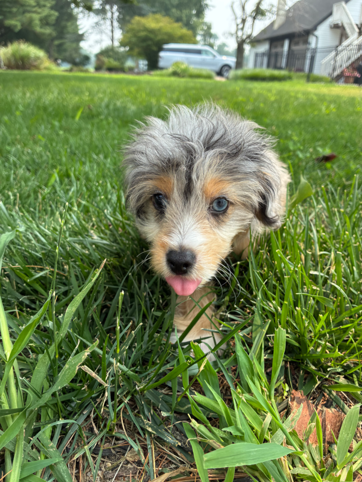 Mini Aussiedoodle Puppy for Adoption