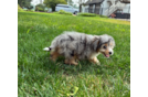 Best Mini Aussiedoodle Baby