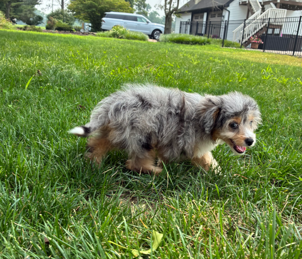 Best Mini Aussiedoodle Baby