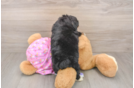 Best Mini Aussiedoodle Baby