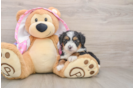 Mini Aussiedoodle Pup Being Cute