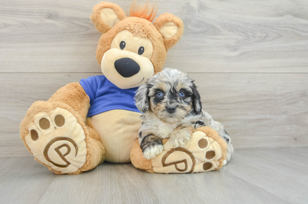 6 week old Mini Aussiedoodle Puppy For Sale - Pilesgrove Pups