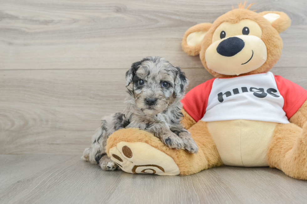 5 week old Mini Aussiedoodle Puppy For Sale - Pilesgrove Pups