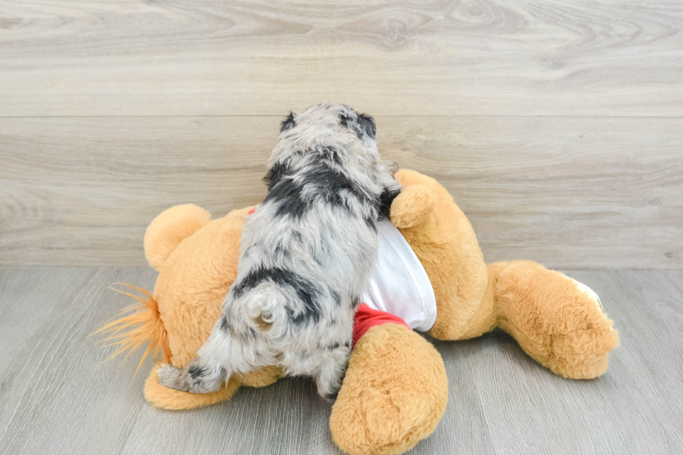 Best Mini Aussiedoodle Baby