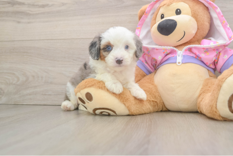 Smart Mini Aussiedoodle Poodle Mix Pup