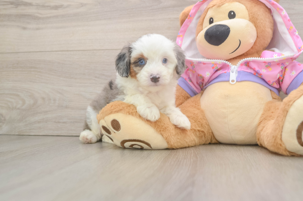 6 week old Mini Aussiedoodle Puppy For Sale - Pilesgrove Pups