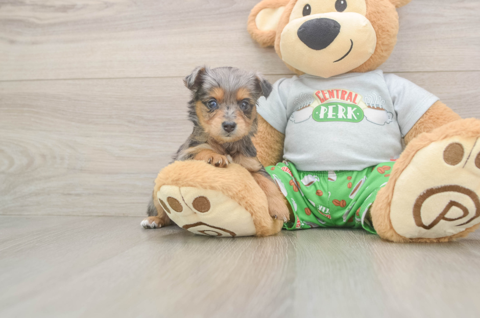 5 week old Mini Aussiedoodle Puppy For Sale - Pilesgrove Pups