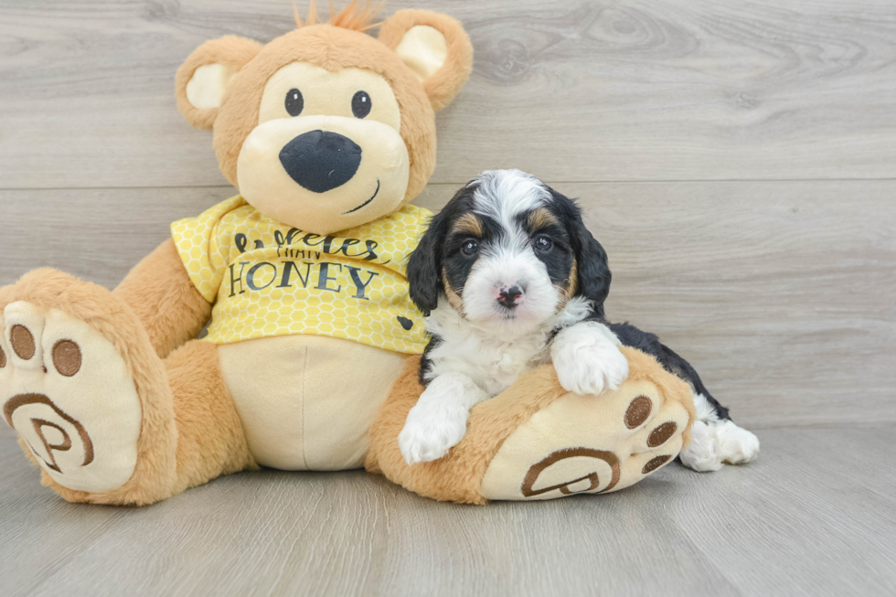 Mini Aussiedoodle Pup Being Cute