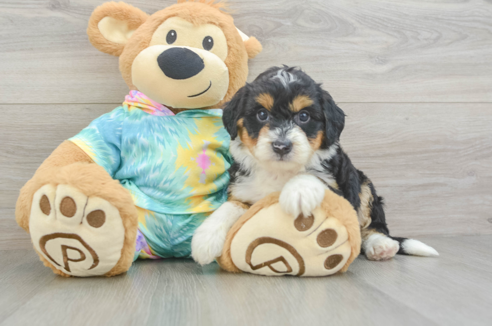 5 week old Mini Aussiedoodle Puppy For Sale - Pilesgrove Pups
