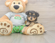 7 week old Mini Aussiedoodle Puppy For Sale - Pilesgrove Pups