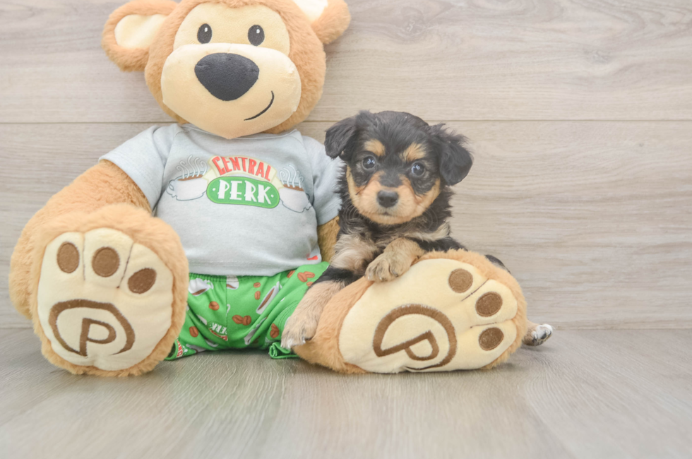 5 week old Mini Aussiedoodle Puppy For Sale - Pilesgrove Pups