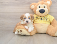 6 week old Mini Aussiedoodle Puppy For Sale - Pilesgrove Pups
