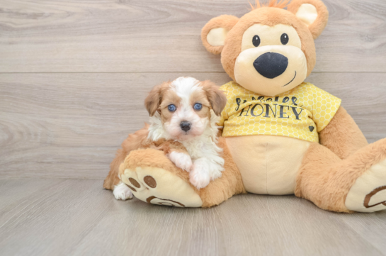 Fluffy Mini Aussiedoodle Poodle Mix Pup