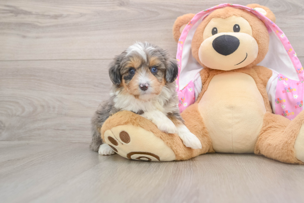Best Mini Aussiedoodle Baby