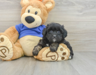 8 week old Mini Aussiedoodle Puppy For Sale - Pilesgrove Pups