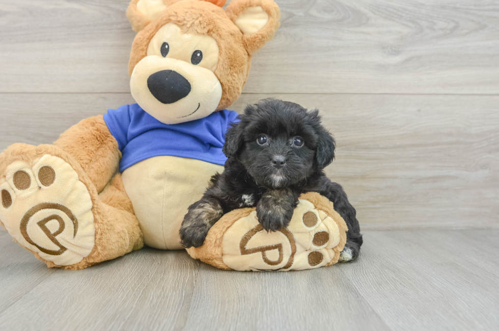 8 week old Mini Aussiedoodle Puppy For Sale - Pilesgrove Pups