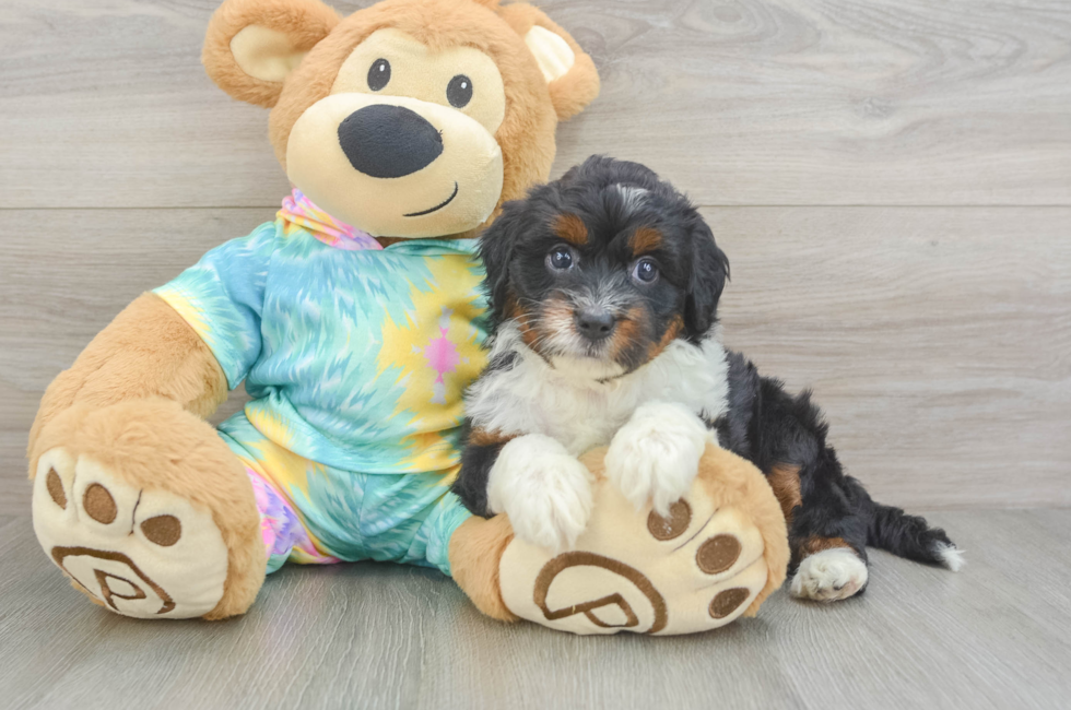5 week old Mini Aussiedoodle Puppy For Sale - Pilesgrove Pups