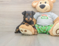 7 week old Mini Aussiedoodle Puppy For Sale - Pilesgrove Pups