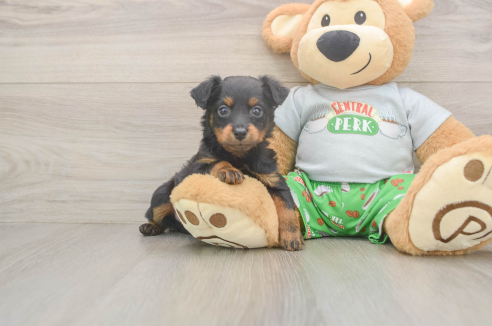 5 week old Mini Aussiedoodle Puppy For Sale - Pilesgrove Pups