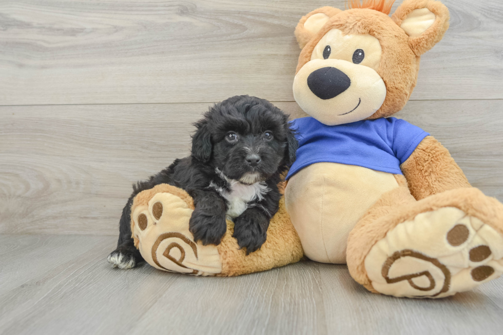 Small Mini Aussiedoodle Baby