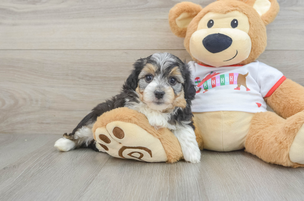 5 week old Mini Aussiedoodle Puppy For Sale - Pilesgrove Pups