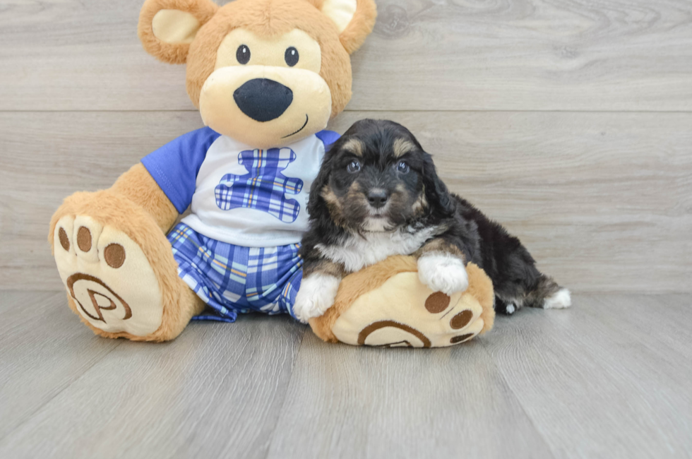 6 week old Mini Aussiedoodle Puppy For Sale - Pilesgrove Pups