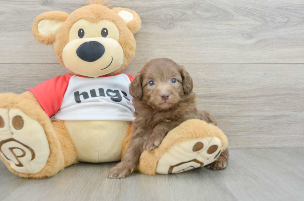 5 week old Mini Aussiedoodle Puppy For Sale - Pilesgrove Pups