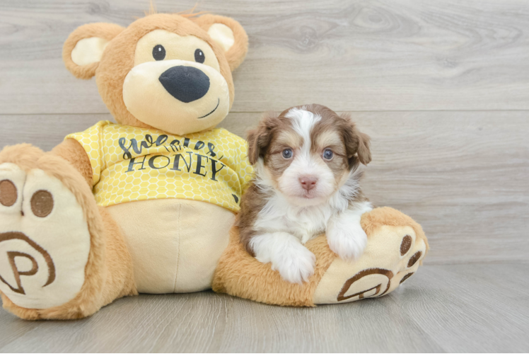 Best Mini Aussiedoodle Baby