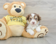 8 week old Mini Aussiedoodle Puppy For Sale - Pilesgrove Pups