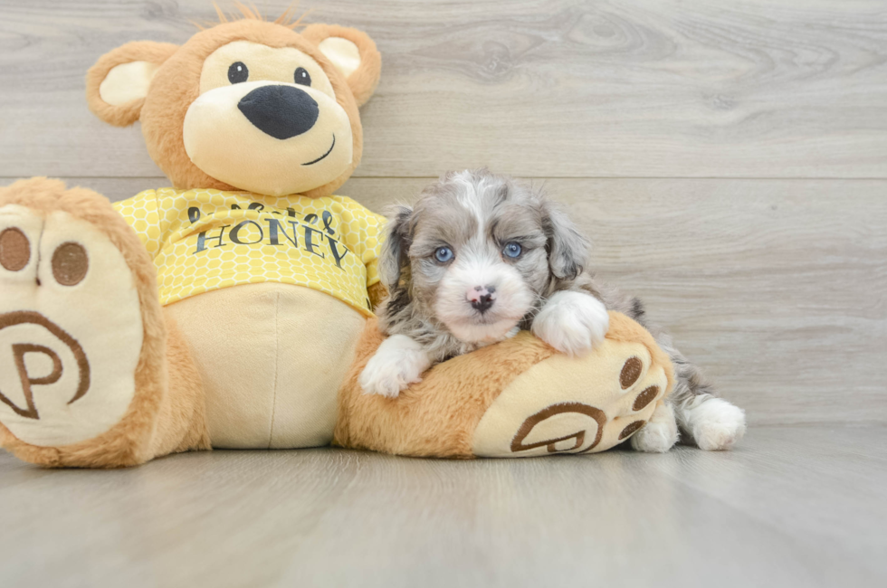 6 week old Mini Aussiedoodle Puppy For Sale - Pilesgrove Pups