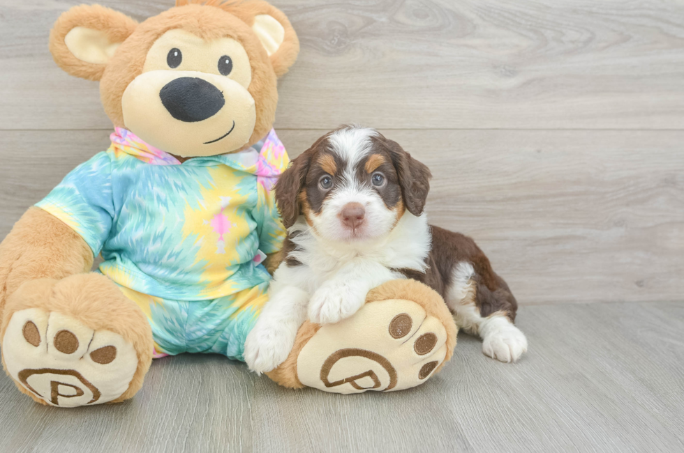 5 week old Mini Aussiedoodle Puppy For Sale - Pilesgrove Pups