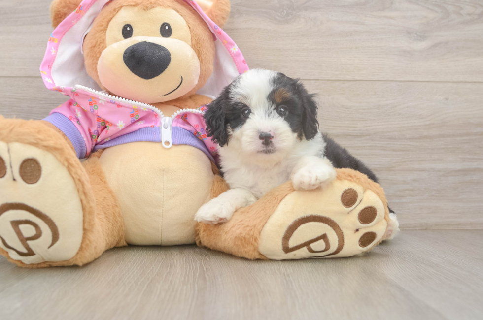 7 week old Mini Aussiedoodle Puppy For Sale - Pilesgrove Pups