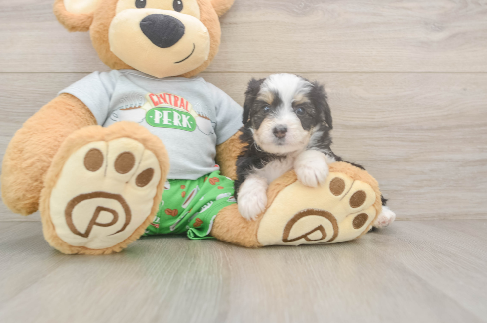 5 week old Mini Aussiedoodle Puppy For Sale - Pilesgrove Pups