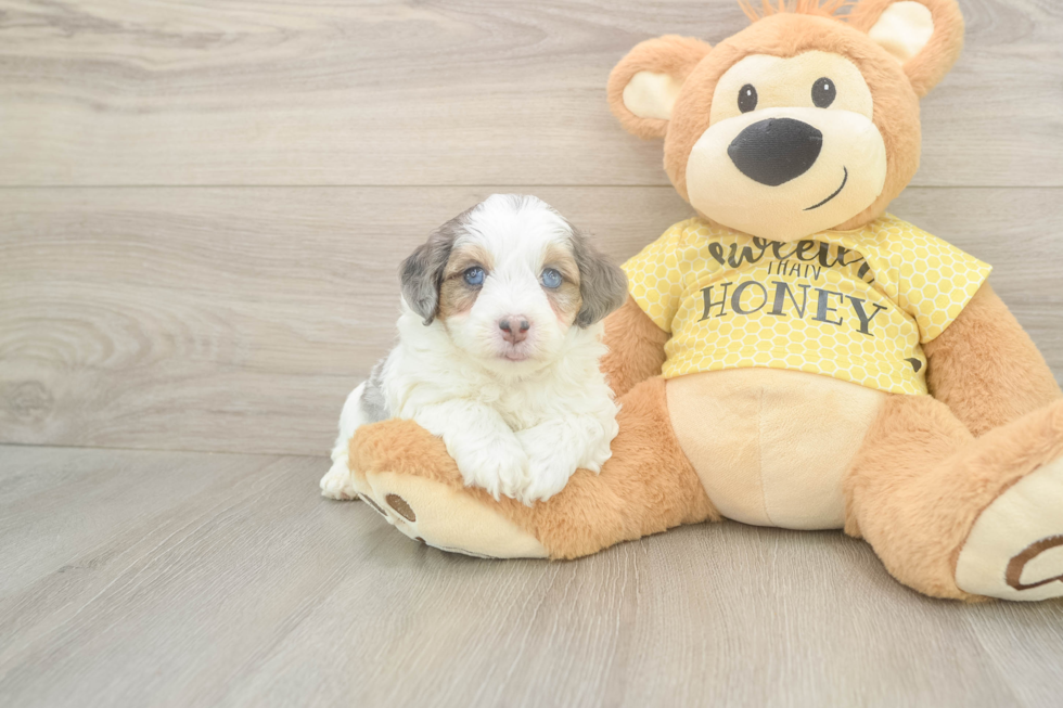 Best Mini Aussiedoodle Baby