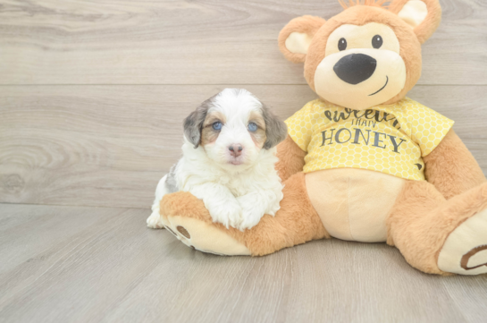 Best Mini Aussiedoodle Baby