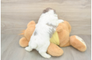 Mini Aussiedoodle Puppy for Adoption