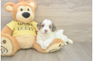Mini Aussiedoodle Puppy for Adoption