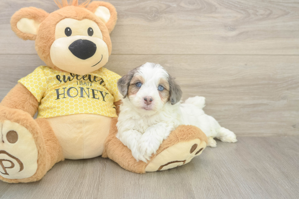 Mini Aussiedoodle Puppy for Adoption