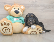 5 week old Mini Aussiedoodle Puppy For Sale - Pilesgrove Pups